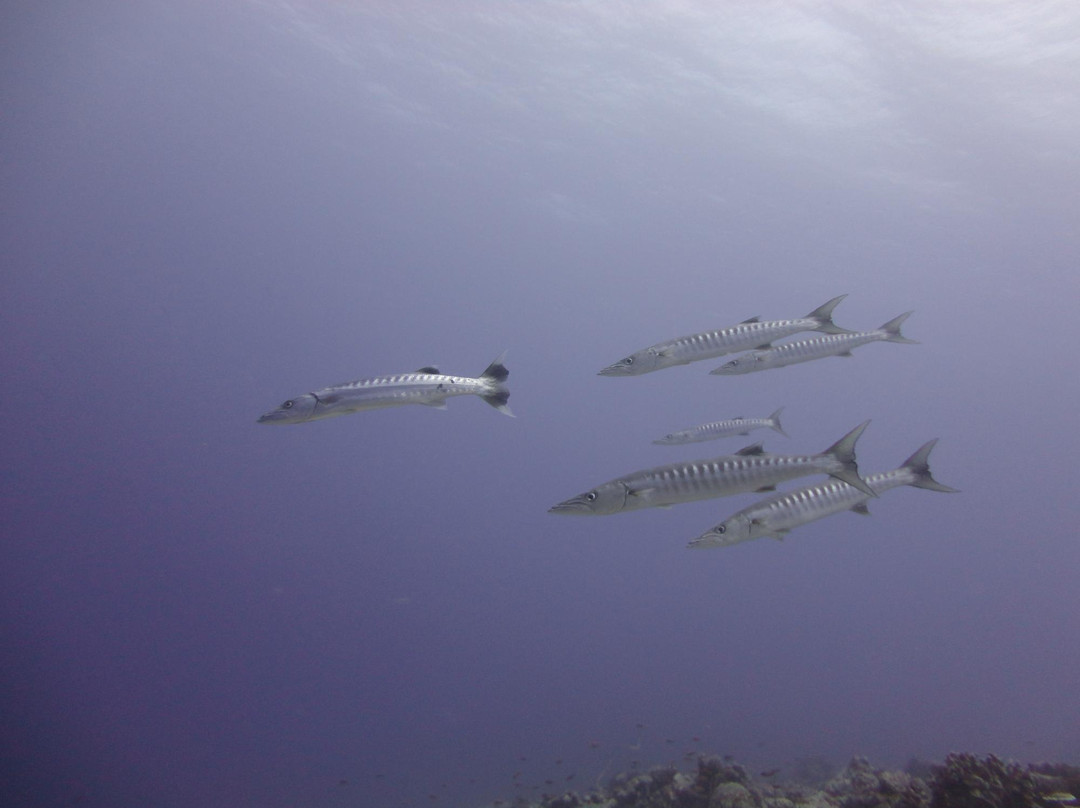 Dive Club Laamu-拉姆环礁必去景点