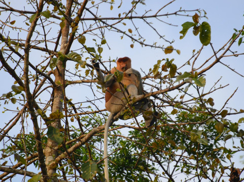 Borneo Sandakan Tours - Day Tours-山打根必去景点