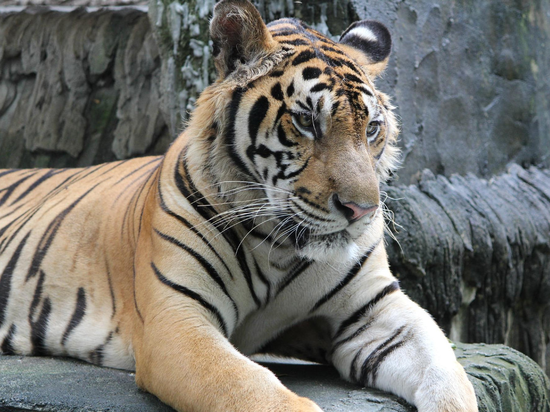 普吉岛动物园-普吉岛必去景点