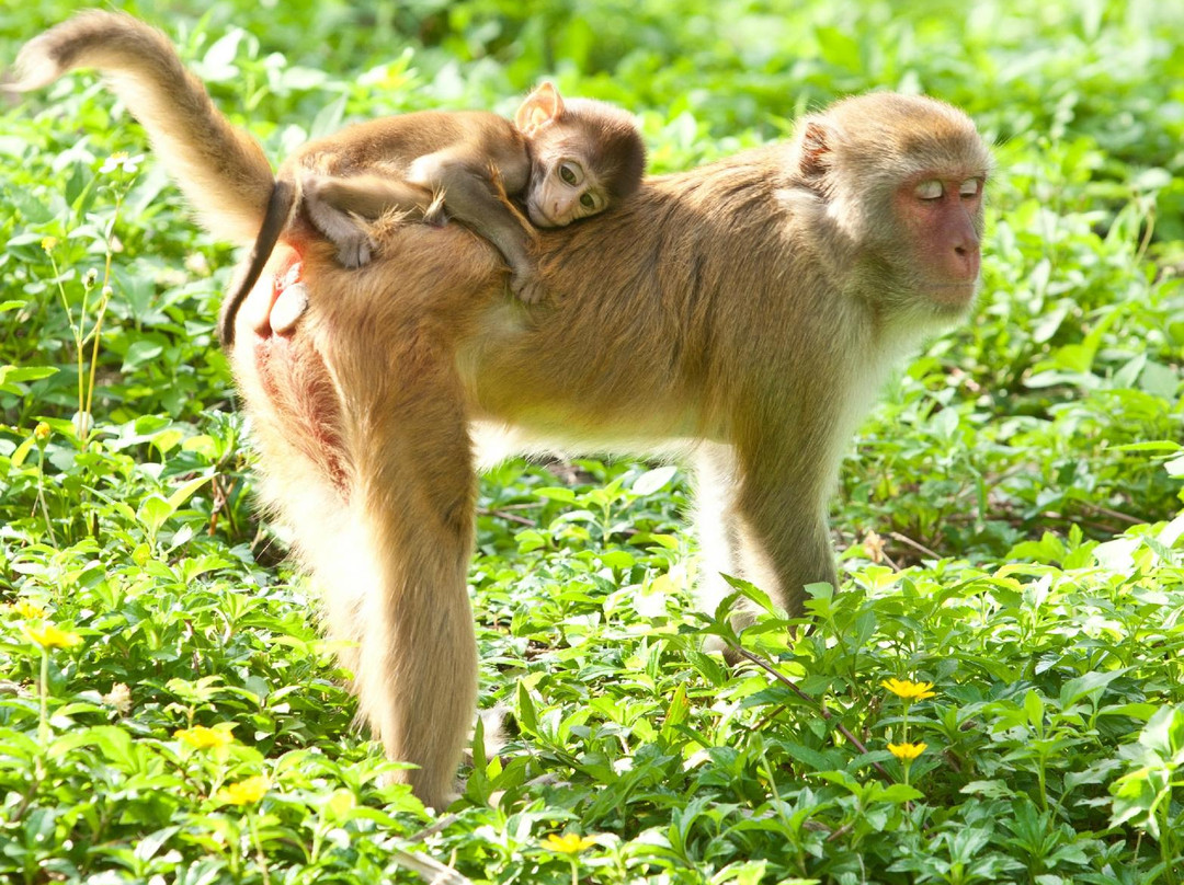 Monkey Island-卡巴必去景点