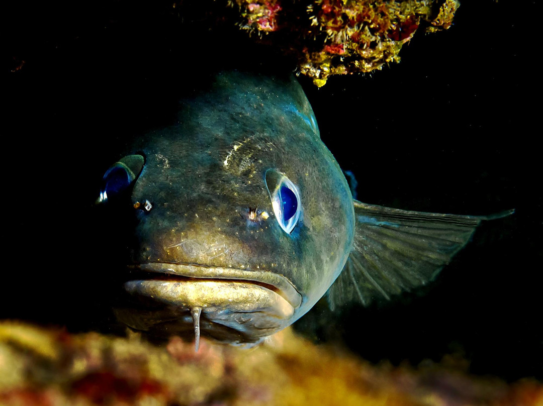 Terraferma Diving景点图片