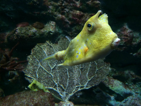普吉水族馆-普吉岛必去景点