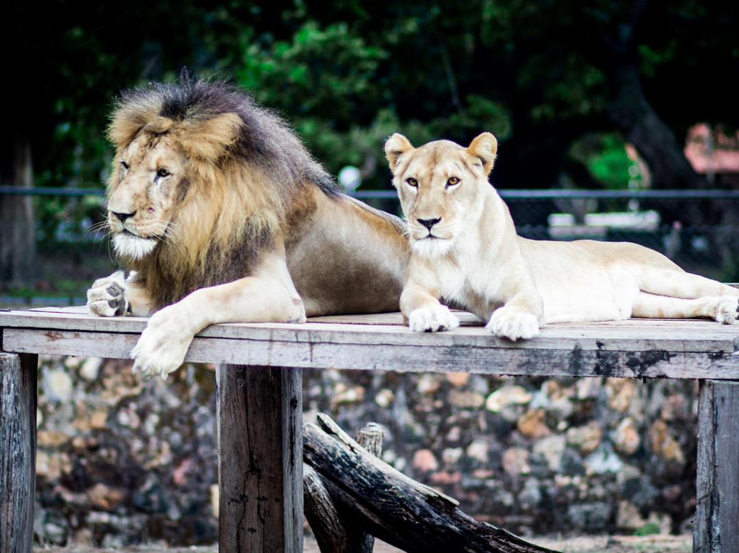 Parque Estadual Zoobotânico景点图片