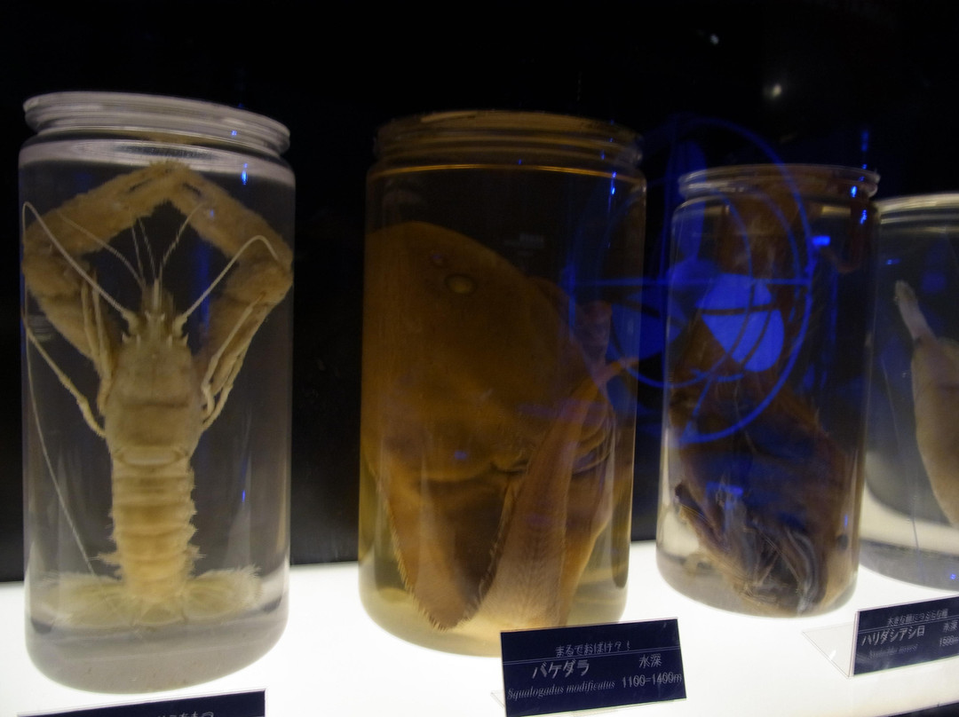 Enoshima Aquarium-藤泽市必去景点