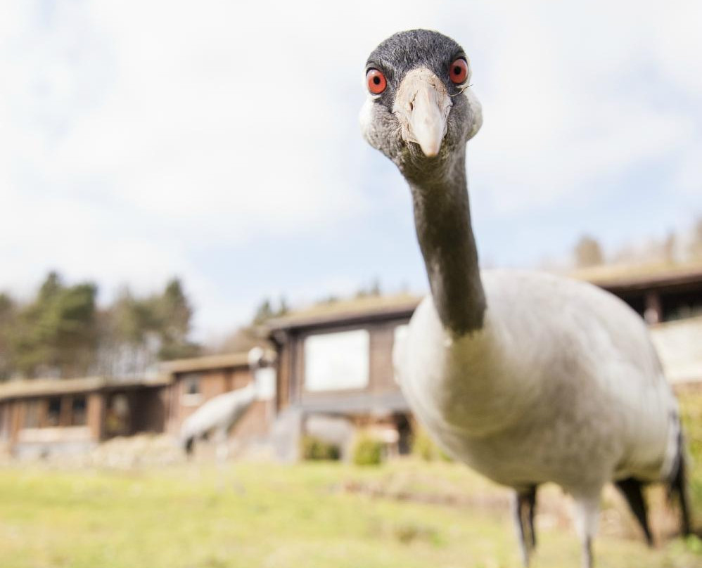 WWT Washington Wetland Centre景点图片