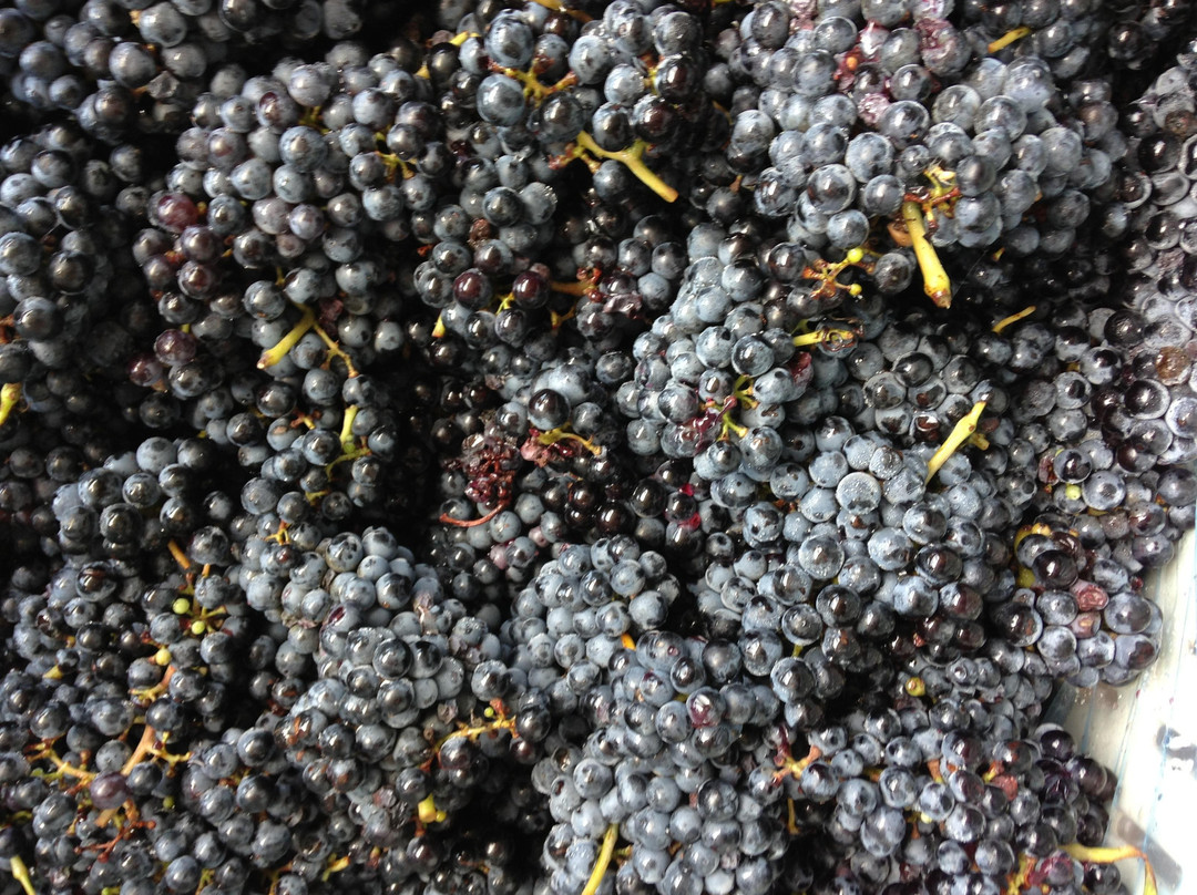 William Chris Vineyards-Hye必去景点