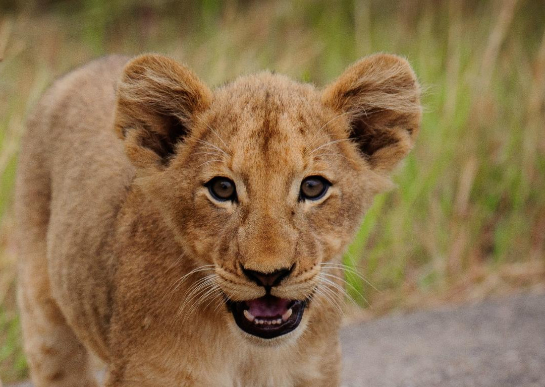African Safari Adventures-雾观必去景点