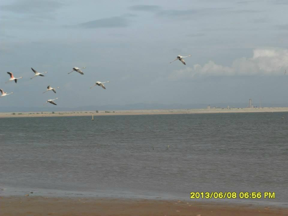 Rollapadu Wildlife Sanctuary-Kurnool必去景点