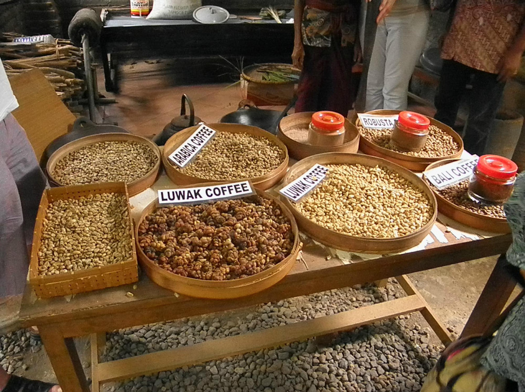 Luwak Civet Coffee Farm-金塔马尼必去景点