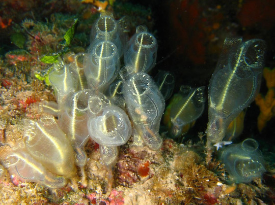 Diving Porto Conte-阿尔盖罗必去景点