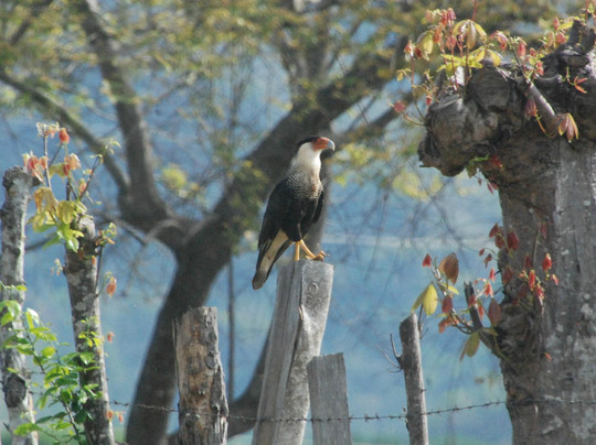 Olingo Surf and Nature Experiences-圣特雷莎必去景点