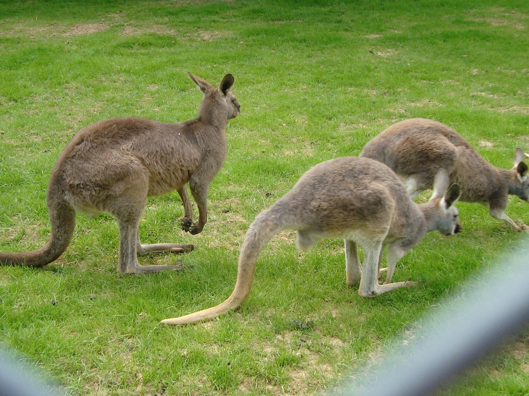 Le Parc Australien景点图片