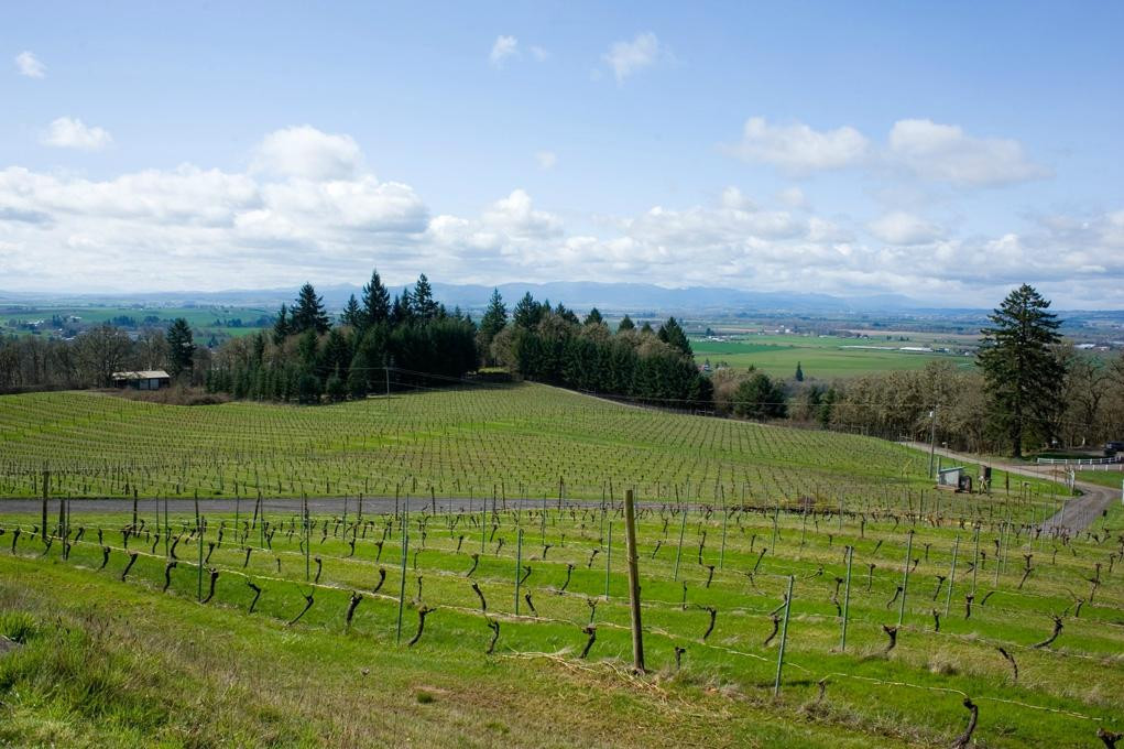 Amity Vineyards-Amity必去景点