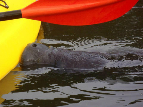 Shan-T Native Kayak Tours, Inc.-布雷登顿必去景点