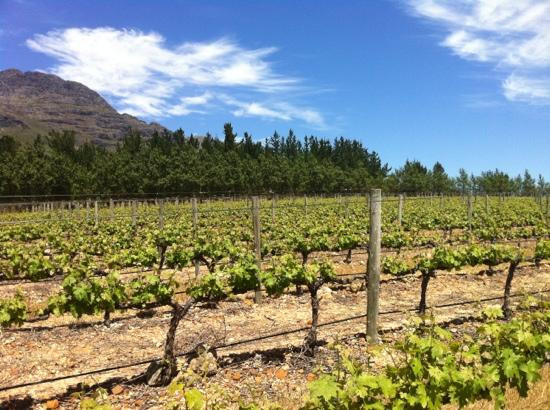 Waterford Estate-斯泰伦博斯必去景点