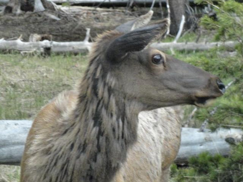 See Yellowstone Tours-西黄石镇必去景点