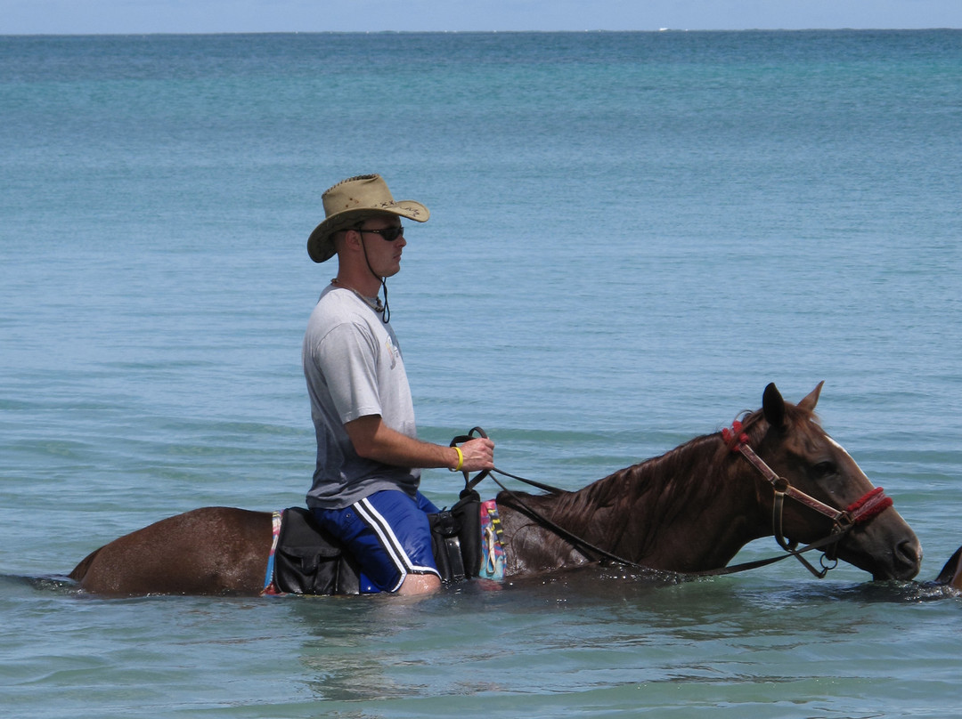 Being with Horses-Buccoo必去景点