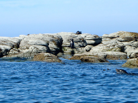 凯库拉皮划艇之旅-Kaikoura必去景点