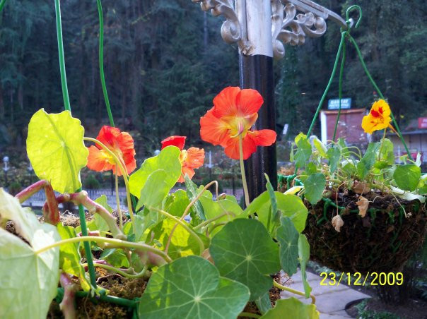 Company Garden景点图片