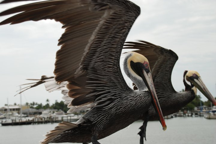 Conservancy Of Southwest Florida景点图片