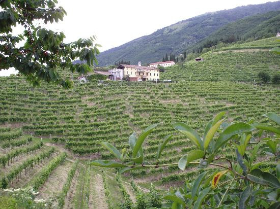 Ca'Salina still and sparking wines景点图片