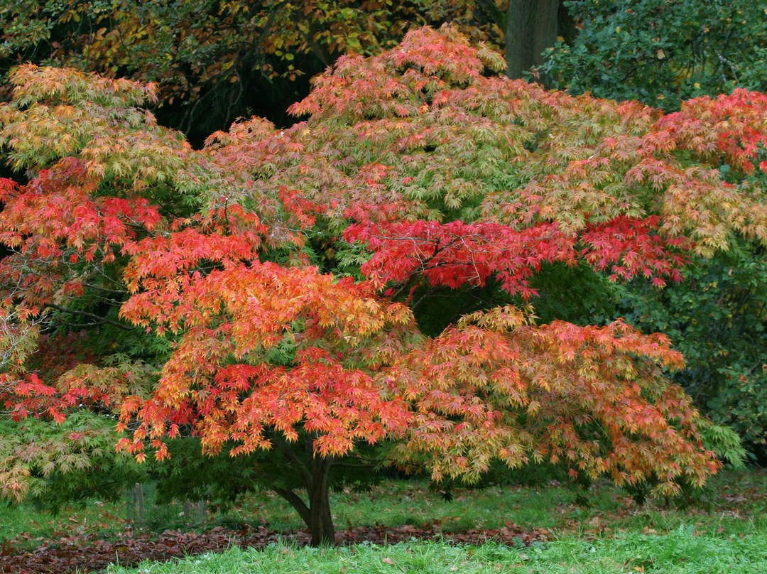 Batsford Arboretum景点图片