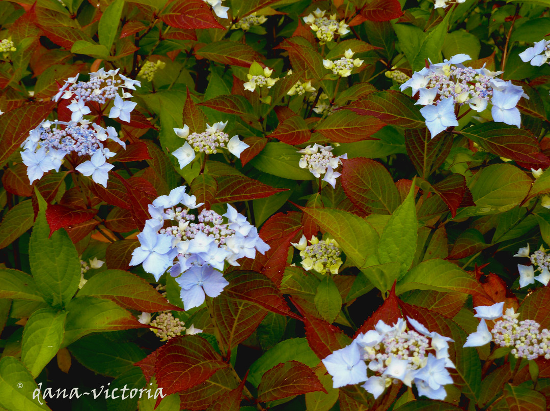 Lakewold Gardens景点图片