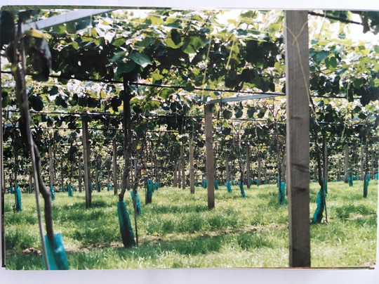 Kiwi Fruit Country Tours