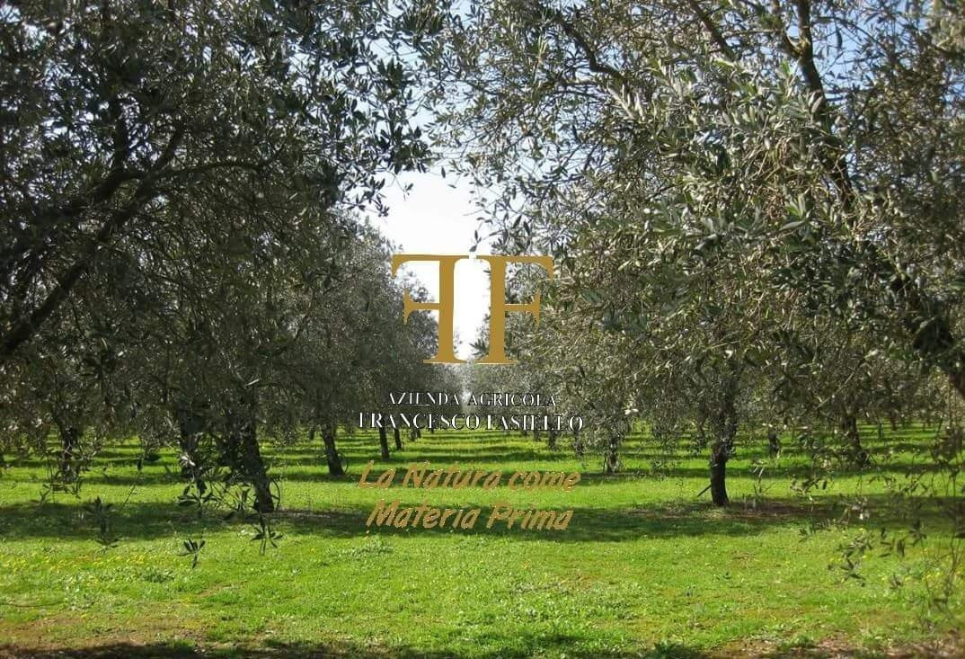 Azienda Agricola Francesco Fasiello景点图片
