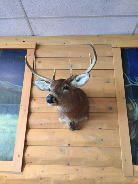 Amherst餐馆和美食-MooseHead Grill