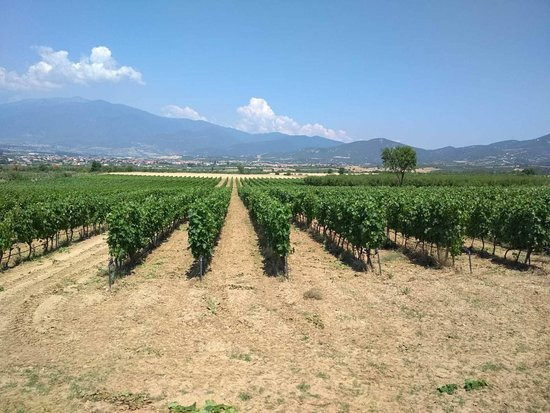 Melidou Winery景点图片