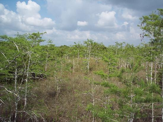 Pa-hay-okee Trail-大沼泽国家公园必去景点