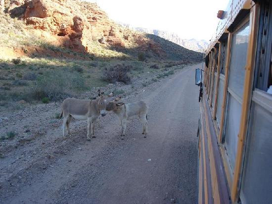 Hualapai River Runners-皮奇斯普林斯必去景点