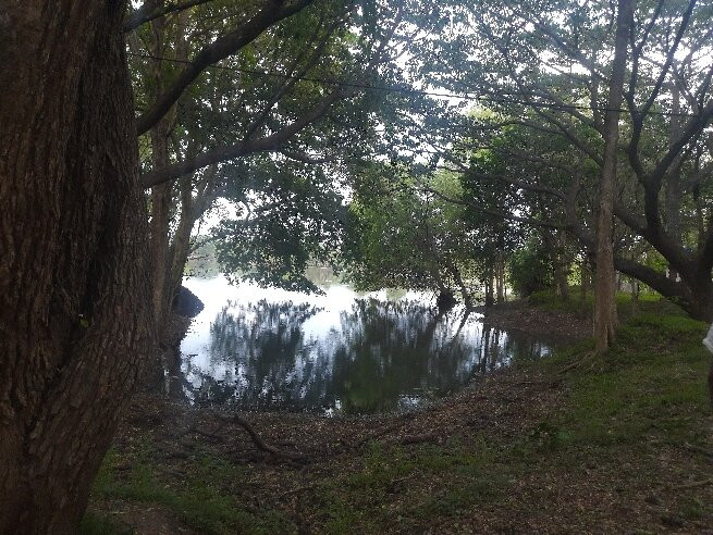 Menikdena Archaeological Reserve and Arboretum景点图片