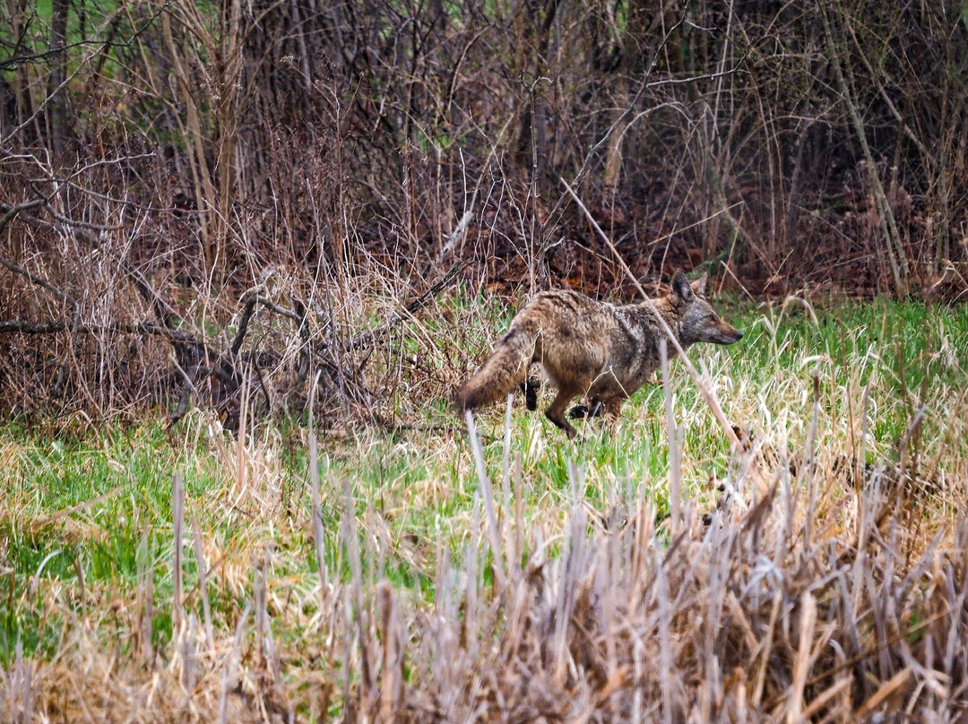 Little Red Schoolhouse-Willow Springs必去景点