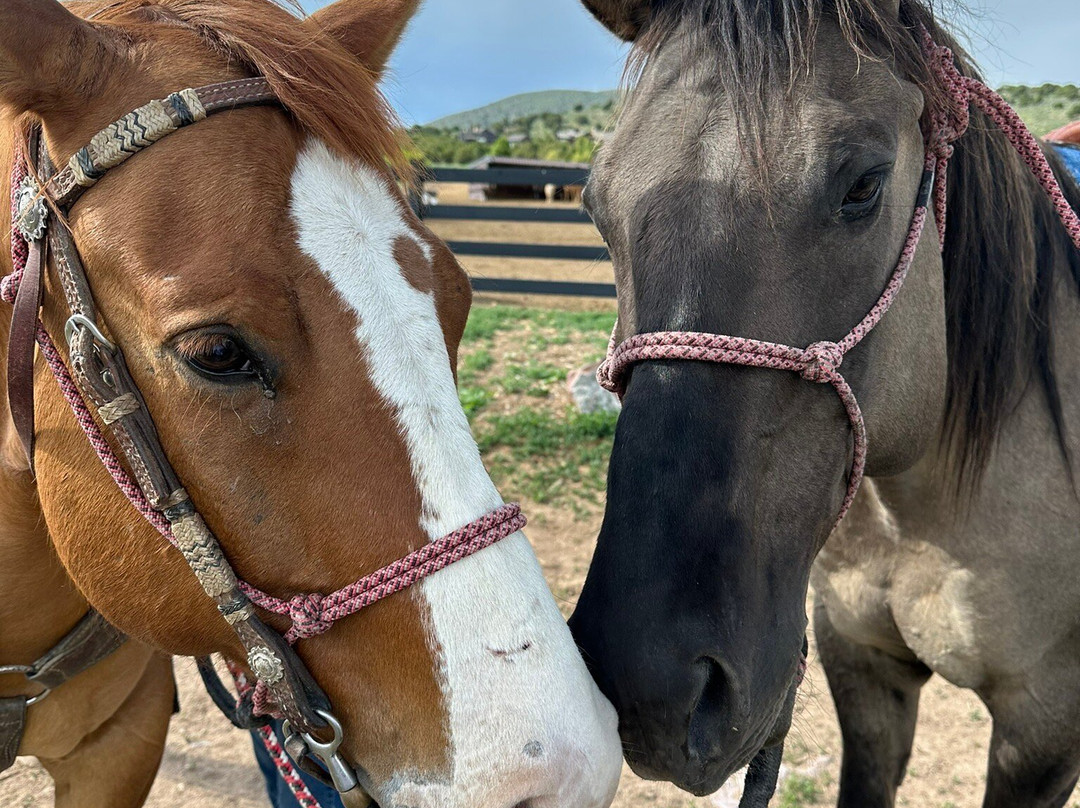 KB Horses-希伯城必去景点