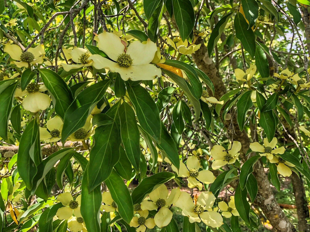 Les Jardins de la Quinta das Mil Flores景点图片