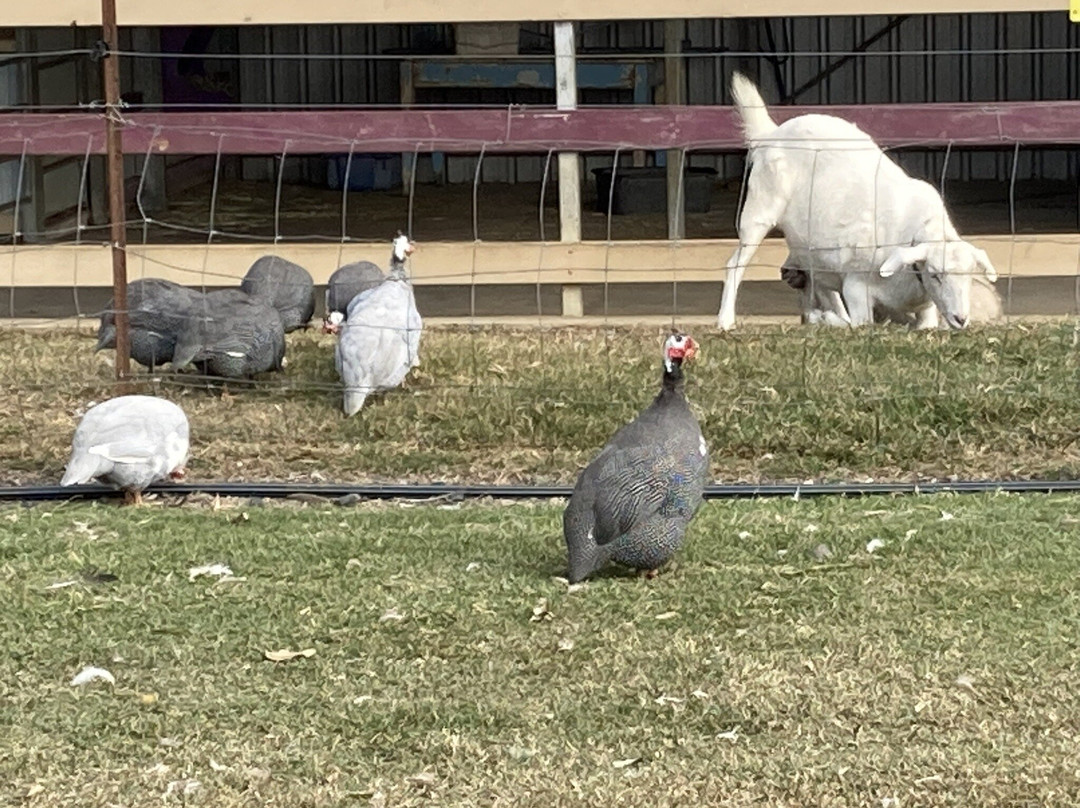 Jarravale Alpacas & Miniature Anilmal Farm景点图片