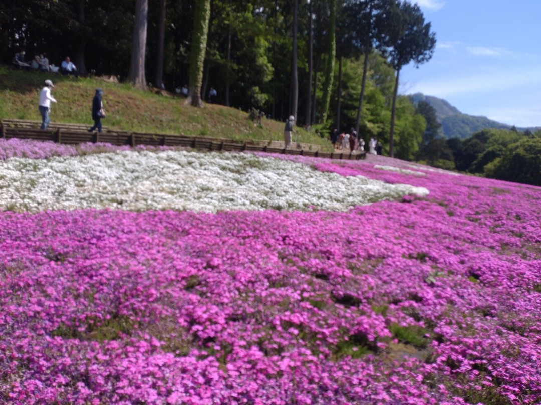 Hitsujiyama Park-秩父市必去景点