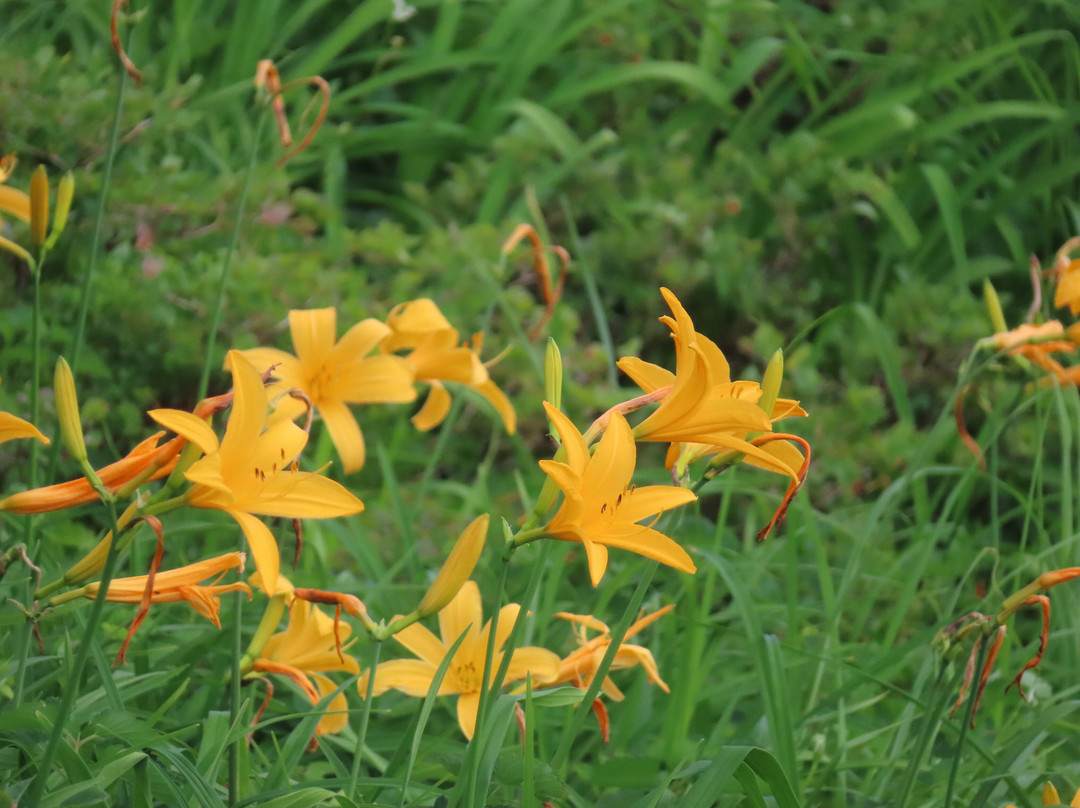 Midagahara Wetlands景点图片