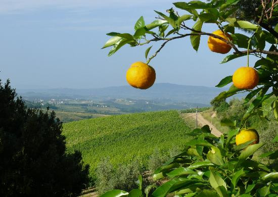 Organic Tuscany Cooking Classes-切塔尔多必去景点