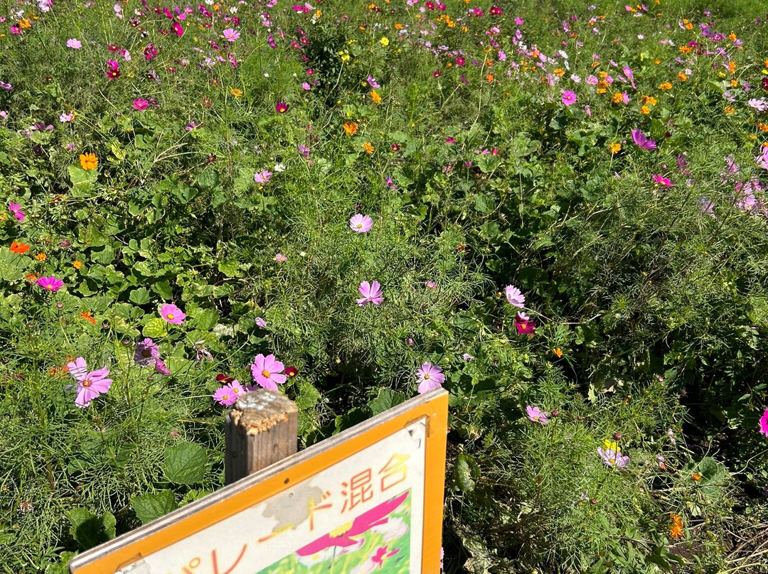 Koizumiinari Shrine-伊势崎市必去景点