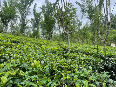 Ella Taxi LK-埃勒必去景点