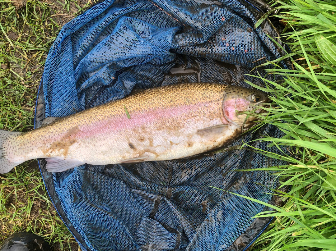 Hillside Trout Fishery-霍利伍德必去景点