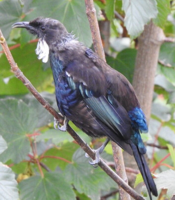 拉纳克住宿主图