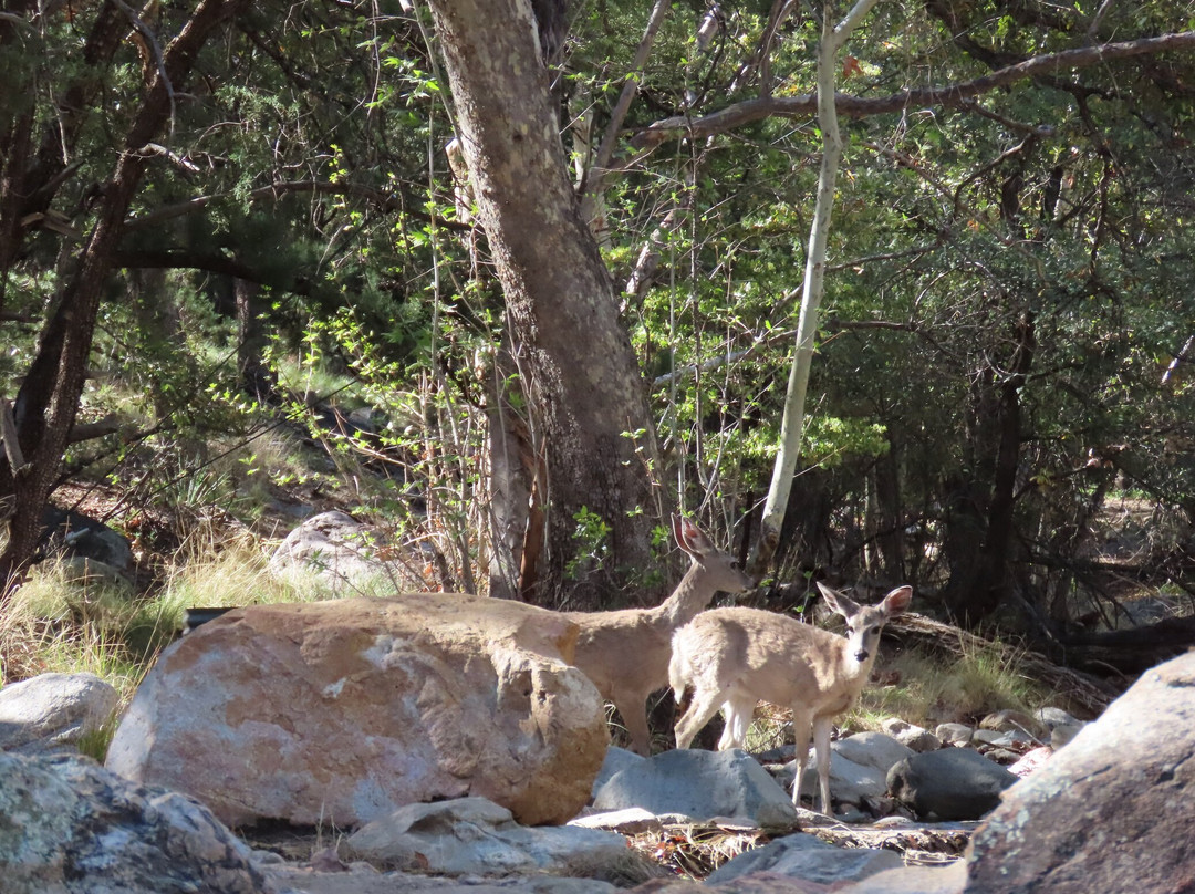 Madera Canyon-Madera Canyon必去景点