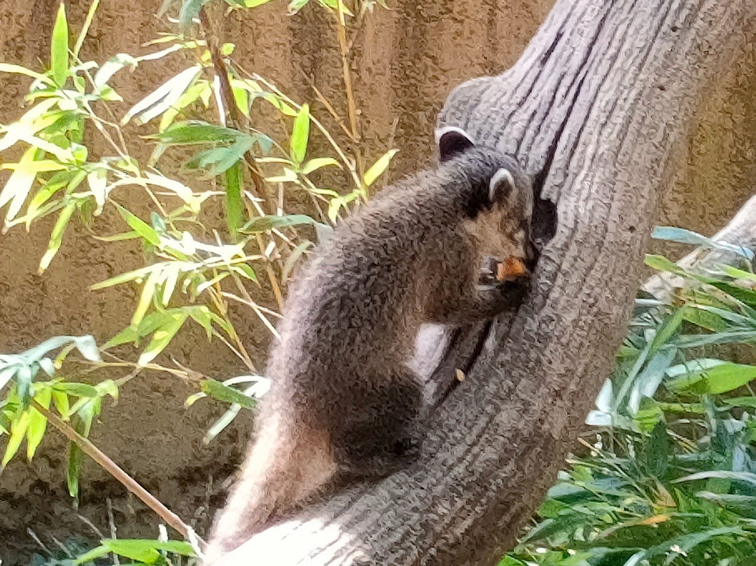 Zoo African Safari景点图片