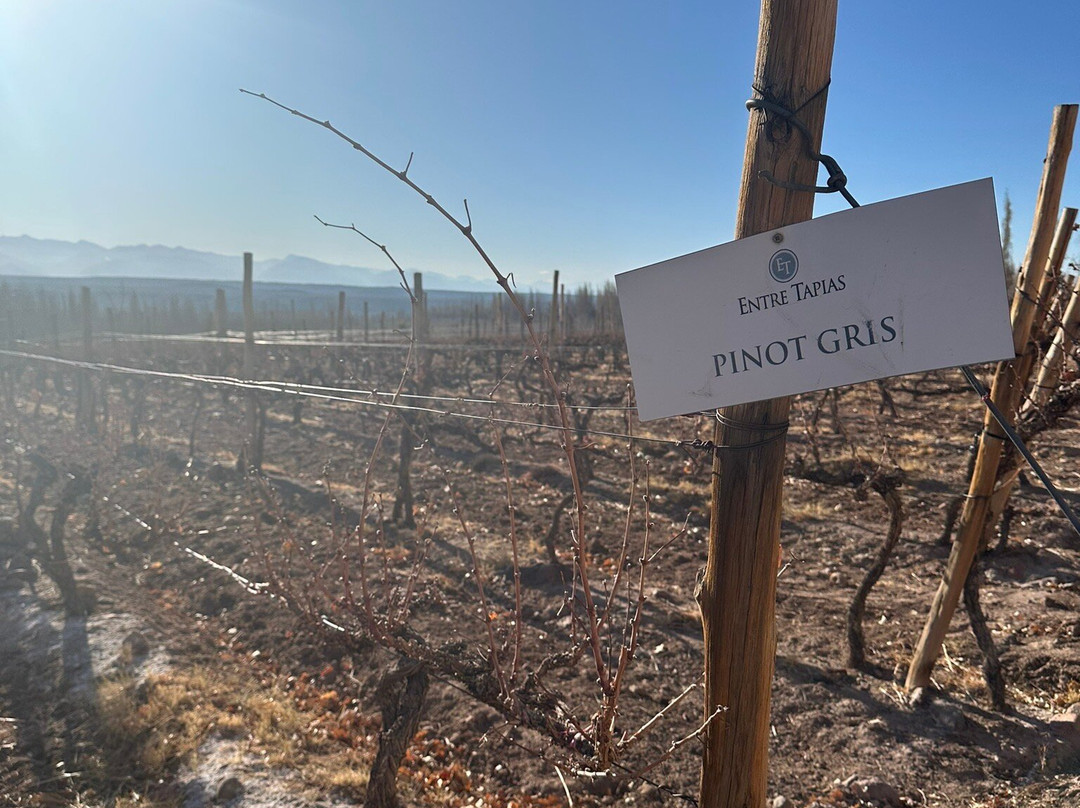 Bodega Entre Tapias-Barreal必去景点