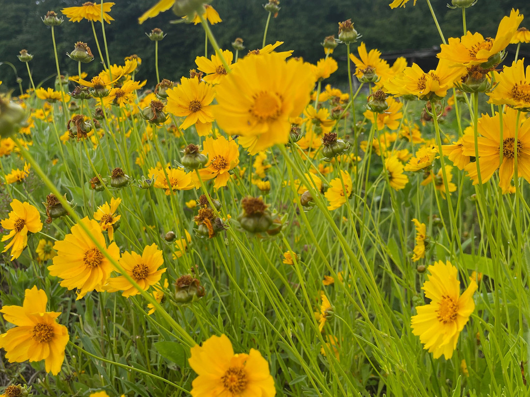 The Ten Acre Garden-Canton必去景点