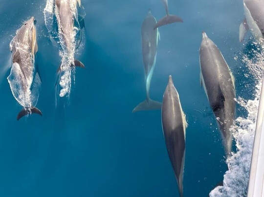Sail Toro Charter-埃斯特波纳必去景点